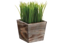 alls green grasses sticks greens   