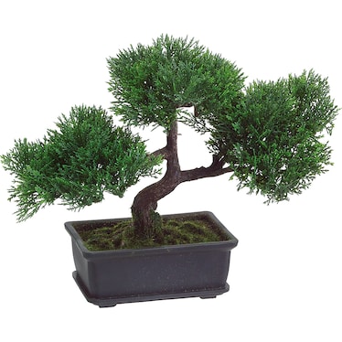 Cedar Bonsai Tree in Pot 9"H