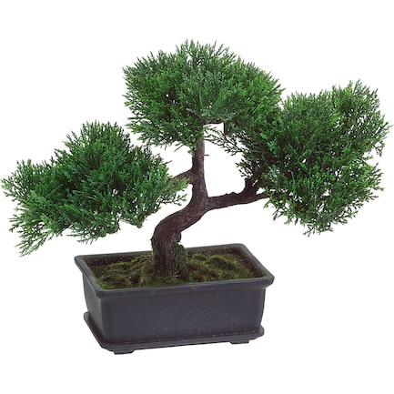 Cedar Bonsai Tree in Pot 9"H