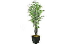 d&w silksinc green trees   