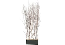 dwsk brown trees   