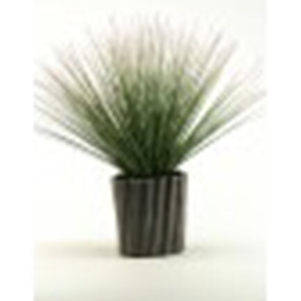 Onion Grass in Ceramic Planter 12"W x 22"H