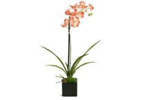 dwsk green floral   