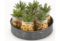 dwsk green plants   