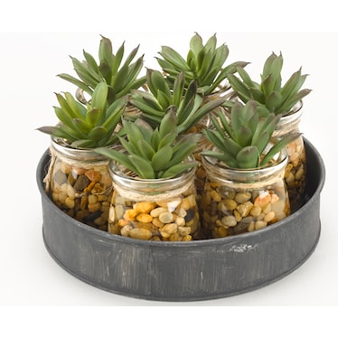 Mini Aloe Plants in Glass Jars on Metal Tray 8"W x 4.5"H