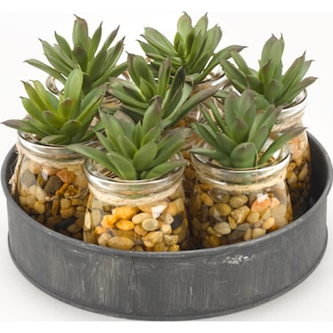 Mini Aloe Plants in Glass Jars on Metal Tray 8"W x 4.5"H