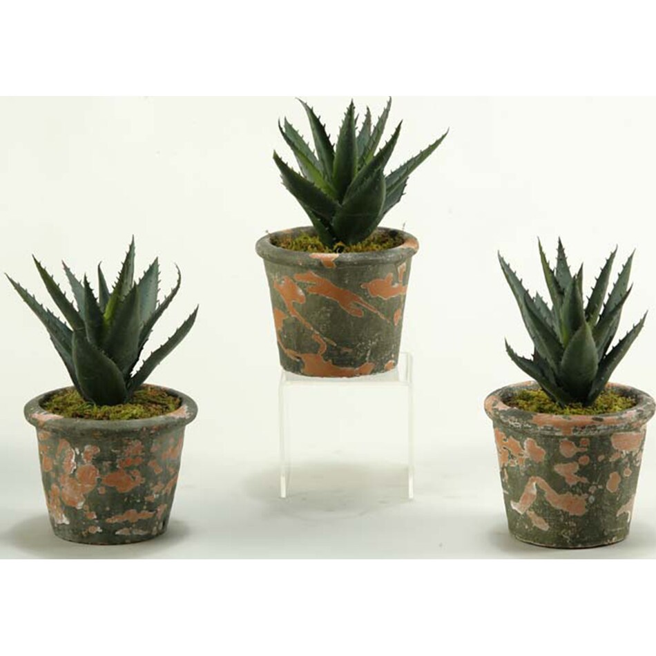 dwsk green plants   