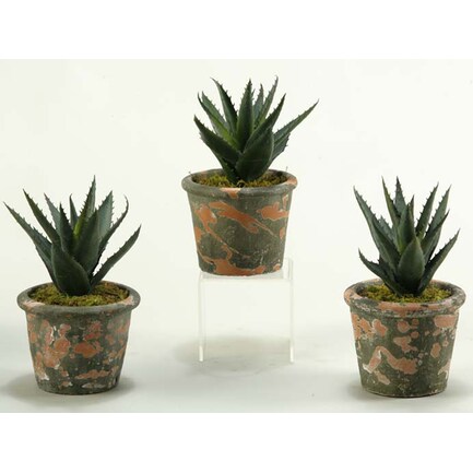 Assorted Aloe Plant in Terra Cotta Pot Each 8"W x 10"H