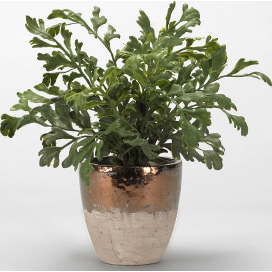 dwsk green plants   