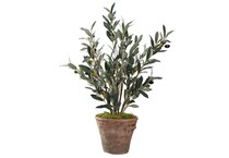 dwsk green plants   