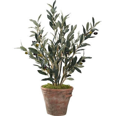 Olive Plant In Terracotta Pot 20"W x 31"H