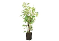 dwsk green trees   