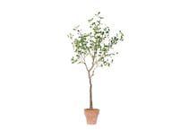 dwsk green trees   
