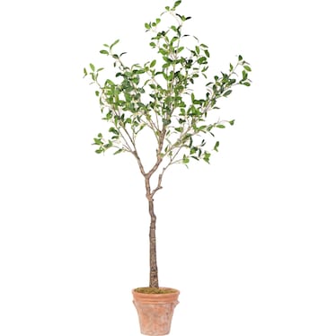 Olive Tree In Terracotta Planter 5'H