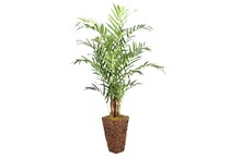 dwsk green trees   