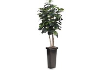 dwsk green trees   