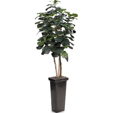 Fiddle Leaf Fig Tree In Square Metal Planter 7'H