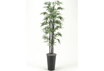 dwsk green trees   