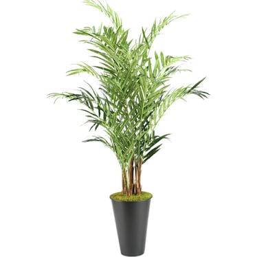 Kentia Palm Tree in Planter 9'H