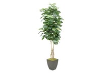 dwsk green trees   