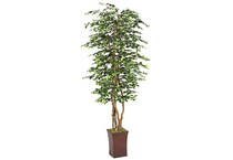 dwsk green trees   