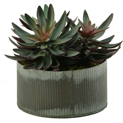 Frosted Echeveria in Tin Planter 7"W x 10"H