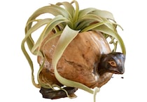 kala brown jar vase bowl plate   