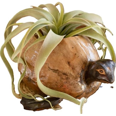 Coconut Turtle Planter 14"W x 6.5"H
