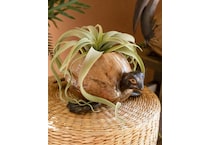 kala brown jar vase bowl plate   