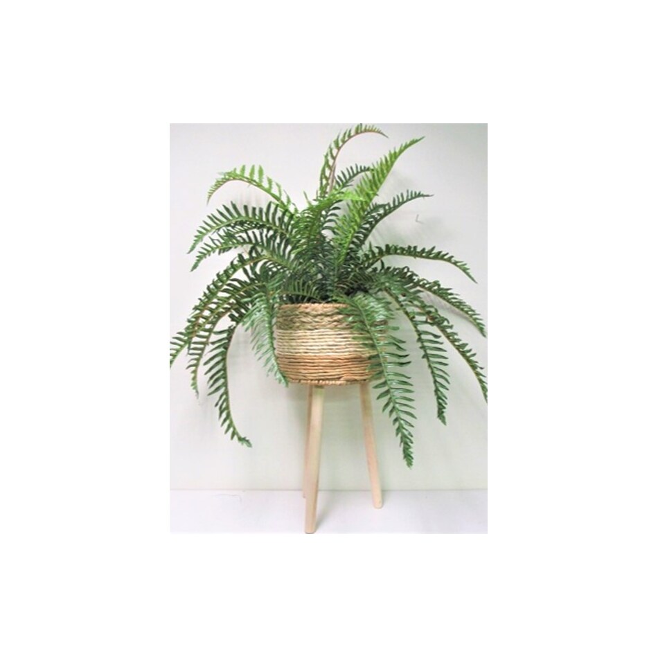 lcg sales inc green plants   