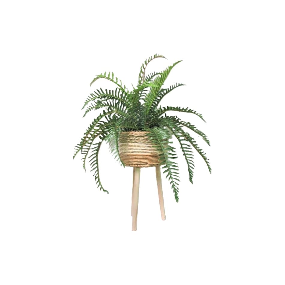 lcgs green plants   
