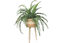 lcgs green plants   