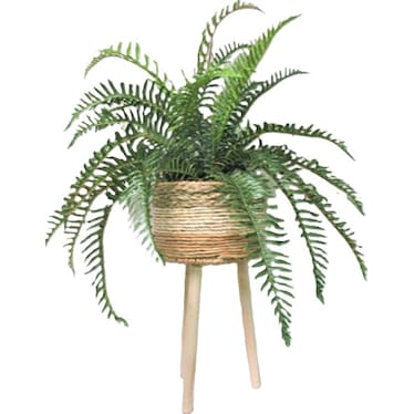 Fern In Basket Stand 40"H