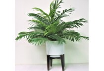 lcgs green plants   