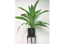lcgs green plants   