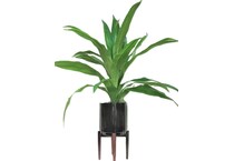 lcgs green plants   