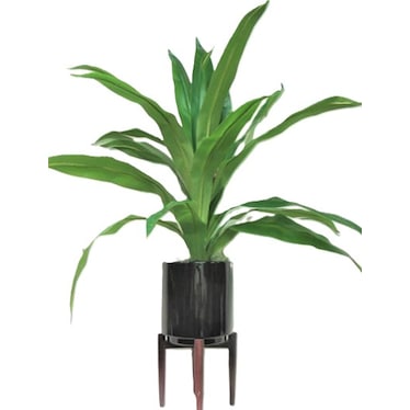 Dracaena in Black Ceramic Pot with Stand 40"H