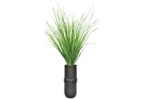 lcgs green plants   