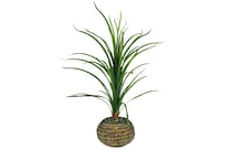 lcgs green plants   