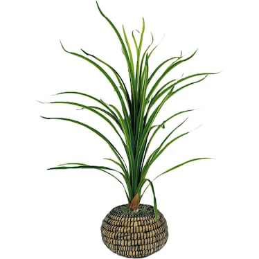 Thin Dracaena in Low Deco Basket 36"H