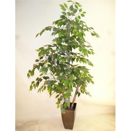 Ficus Plant 6.5'H