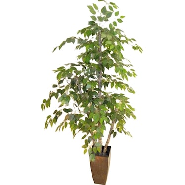 Ficus Plant 6.5'H