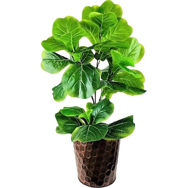 Fig Plant in Metal Pot 3'H