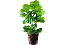 lcgs green trees   