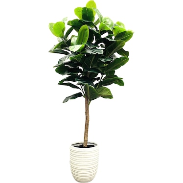 Rubber Tree in White Textured Pot 7'H