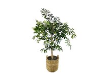 lcgs green trees   