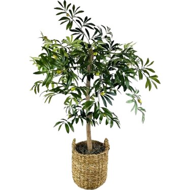 Olive Tree In Basket 4'H
