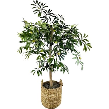 Olive Tree In Basket 4'H