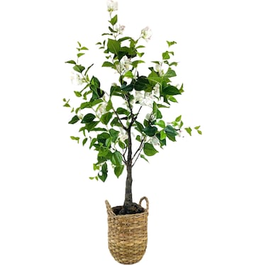 White Bougainvillea Flower Tree in Basket 4'H