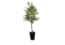 lcgs green trees   
